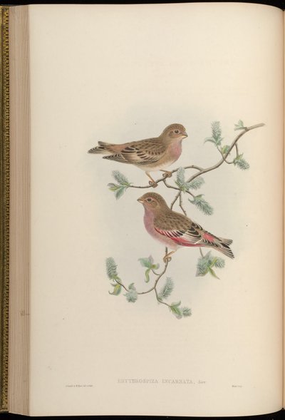 Erythrospiza incarnata = Bucanetes mongolicus von John Gould